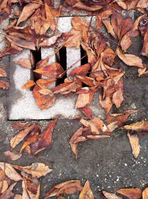Leaves on a drain